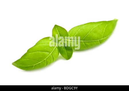 Basil leaf isolated on white Banque D'Images