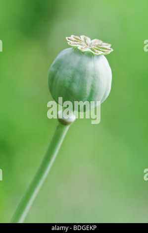 Fruit du pavot à opium libre Banque D'Images