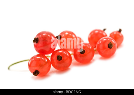 Currant isolated on white Banque D'Images