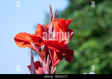 Canna iridiflora roi Humbert cannaceae. Banque D'Images