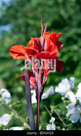 Canna iridiflora roi Humbert cannaceae. Banque D'Images