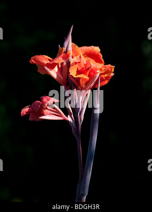 Canna iridiflora roi Humbert cannaceae. Banque D'Images