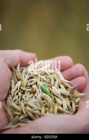 L'avoine, des céréales, des cultures dans les mains Banque D'Images