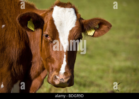 Appenzell cow head close up, Suisse Banque D'Images