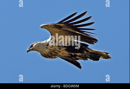 African Fish Eagle en vol, le parc Kruger. Banque D'Images