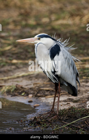 Héron gris d'Afrique se reposant près de l'eau. Banque D'Images