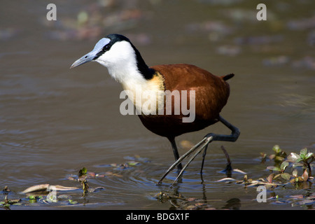 African Jacana montrant de grands pieds et griffes. Banque D'Images