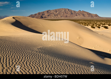 Cadix dunes, Montagnes du navire dans la distance, sentiers de Mojave National Monument, désert de Mojave, Californie, USA Banque D'Images