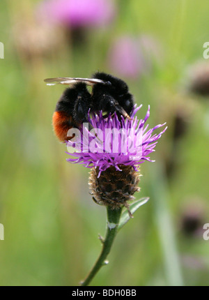 Le cerf rouge de la reine bourdon, Bombus lapidarius, Apidae, d'Hyménoptères Banque D'Images