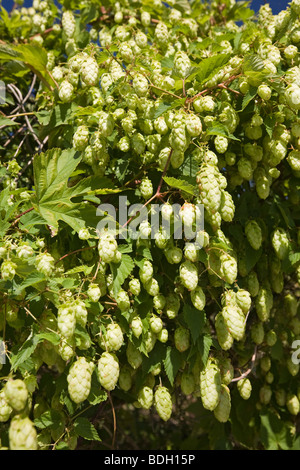 Une plante femelle de la commune sauvage houblon (Humulus lupulus). Allier - France. Plante femelle de houblon sauvage (Allier - France). Banque D'Images