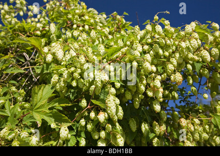 Une plante femelle de la commune sauvage houblon (Humulus lupulus). Allier - France. Plante femelle de houblon sauvage (Allier - France). Banque D'Images