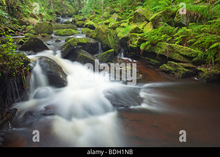 Burbage Brook qui traverse la gorge dans l'Padley Parc national de Peak District, Derbyshire, Angleterre, Royaume-Uni Banque D'Images