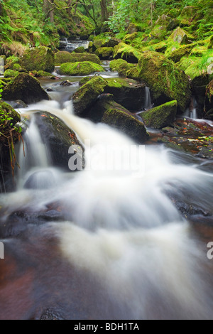 Burbage Brook qui traverse la gorge dans l'Padley Parc national de Peak District, Derbyshire, Angleterre, Royaume-Uni Banque D'Images