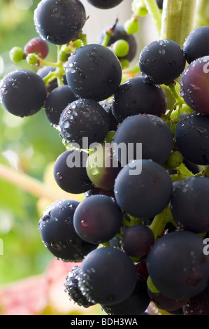 Le mûrissement du raisin sur la vigne couverte de gouttelettes d'eau Banque D'Images