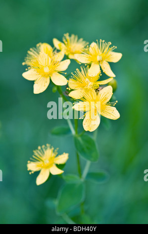 Gros plan de fleurs jaune tutsan Banque D'Images