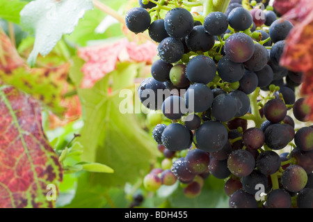 Le mûrissement du raisin sur la vigne couverte de gouttelettes d'eau Banque D'Images