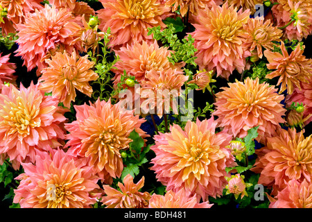 Dahlias variété Mango Madness. L'île des Cygnes Dahlia Farm. Oregon Banque D'Images