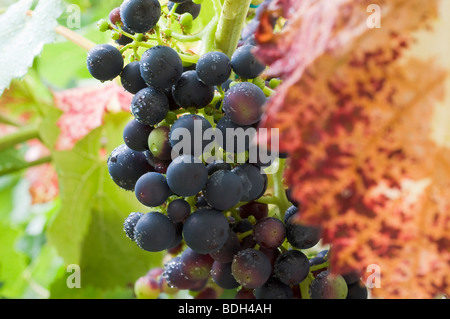 Le mûrissement du raisin sur la vigne couverte de gouttelettes d'eau Banque D'Images