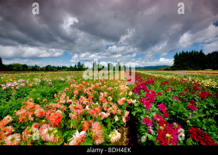 Dahlia domaine et nuages. L'île des Cygnes Dahlia Farm. Oregon Banque D'Images