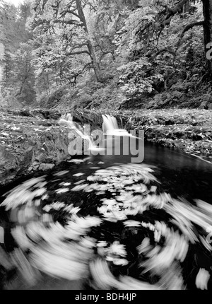 Couleur d'automne feuilles d'érable Feuilles grandes tourbillonnant en North Fork Silver Creek. Silver Falls State Park, New York Banque D'Images