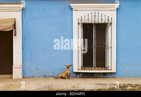 Chien, Fenêtre et mur bleu dans la ville de Cosala ; Sinaloa, Mexique. Banque D'Images