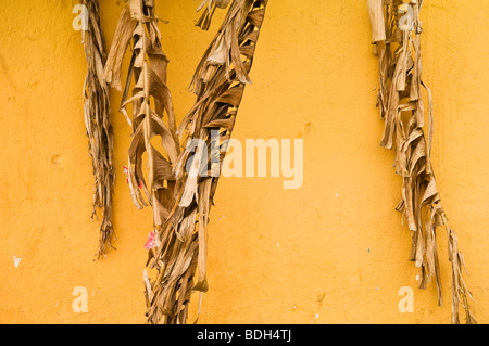 Les feuilles de bananier et mur jaune dans la ville de Cosal en Sinaloa, Mexique. Banque D'Images