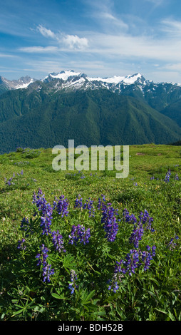 Le mont Olympe de la piste de la ligne haute, avec Lupin dans l'avant-plan ; Olympic National Park, Washington. Banque D'Images