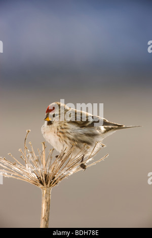 Sizerin flammé, Seward, Alaska. (Carduelis flammea) Banque D'Images