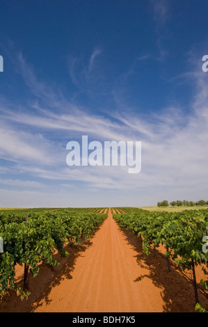 Newsom vignobles dans le comté de Cowboys Fringants/16, juste à l'extérieur de plaines, au Texas, USA juste avant la récolte. Banque D'Images