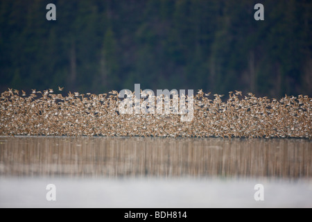 La migration des oiseaux de rivage, principalement les bécasseaux, Delta de la rivière Copper, près de Cordova, en Alaska. Banque D'Images