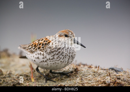 La migration des oiseaux de rivage, principalement les bécasseaux, Delta de la rivière Copper, près de Cordova, en Alaska. Banque D'Images