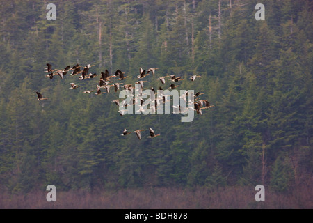 La migration des oiseaux de rivage, principalement les bécasseaux, Delta de la rivière Copper, près de Cordova, en Alaska. Banque D'Images