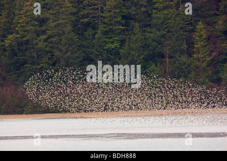 La migration des oiseaux de rivage, principalement les bécasseaux, Delta de la rivière Copper, près de Cordova, en Alaska. Banque D'Images