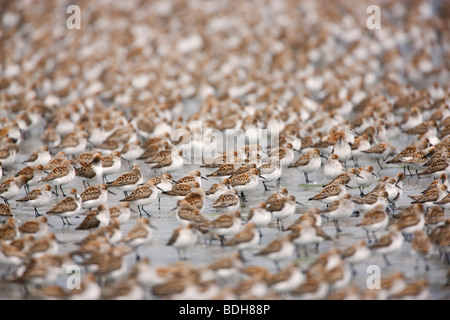 La migration des oiseaux de rivage, principalement les bécasseaux, Delta de la rivière Copper, près de Cordova, en Alaska. Banque D'Images