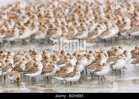 La migration des oiseaux de rivage, principalement les bécasseaux, Delta de la rivière Copper, près de Cordova, en Alaska. Banque D'Images