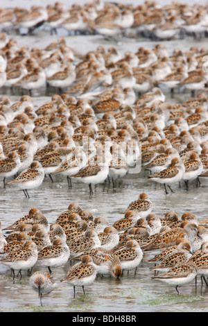 La migration des oiseaux de rivage, principalement les bécasseaux, Delta de la rivière Copper, près de Cordova, en Alaska. Banque D'Images