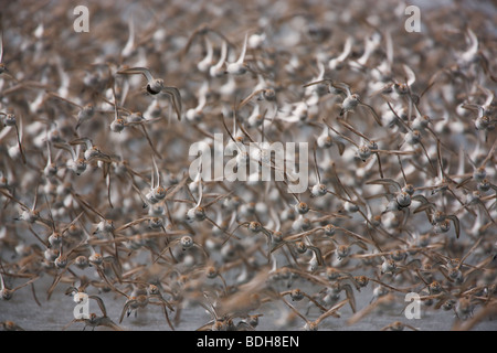 La migration des oiseaux de rivage, principalement les bécasseaux, Delta de la rivière Copper, près de Cordova, en Alaska. Banque D'Images