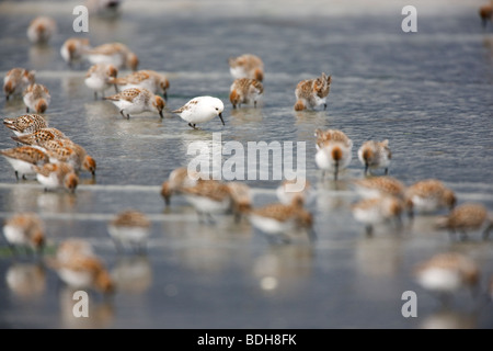 La migration des oiseaux de rivage, principalement les bécasseaux, Delta de la rivière Copper, près de Cordova, en Alaska. Banque D'Images