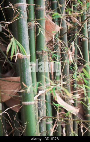 Close up shot of green bambou en Thaïlande. Banque D'Images