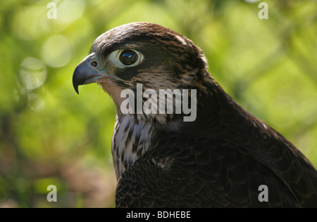 Les oiseaux de proie falcoaria fauconnerie falcon natureza wildlife Banque D'Images