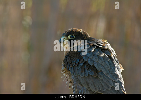 Les oiseaux de proie falcoaria fauconnerie falcon natureza wildlife Banque D'Images