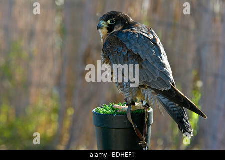 Les oiseaux de proie falcoaria fauconnerie falcon natureza wildlife Banque D'Images