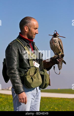 Les oiseaux de proie l'aviation falcon la fauconnerie Banque D'Images