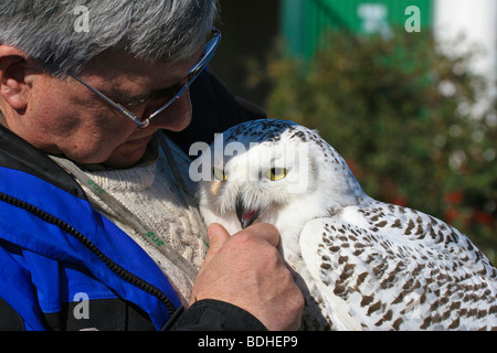 Les oiseaux de proie l'aviation falcon la fauconnerie Banque D'Images