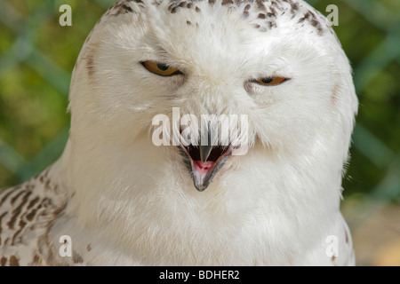 Les oiseaux de proie falcoaria fauconnerie falcon natureza wildlife Banque D'Images