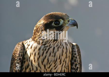 Les oiseaux de proie falcoaria fauconnerie falcon natureza wildlife Banque D'Images