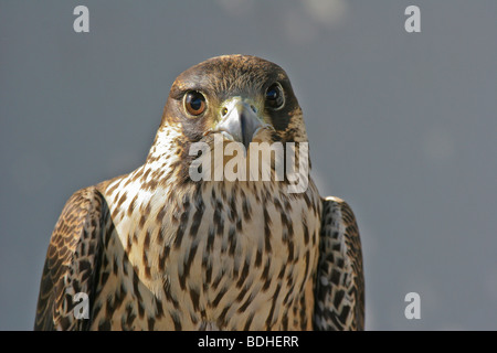 Les oiseaux de proie falcoaria fauconnerie falcon natureza wildlife Banque D'Images