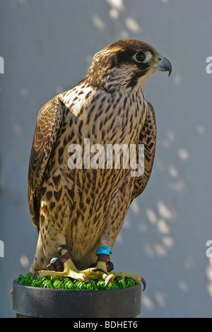 Les oiseaux de proie falcoaria fauconnerie falcon natureza wildlife Banque D'Images