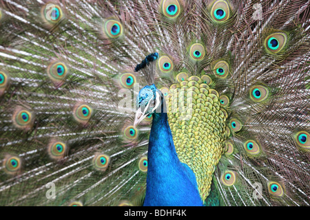 Peacock afficher ses plumes avec un gros plan de la tête et du cou Banque D'Images