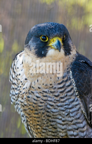 Les oiseaux de proie falcoaria fauconnerie falcon natureza wildlife Banque D'Images